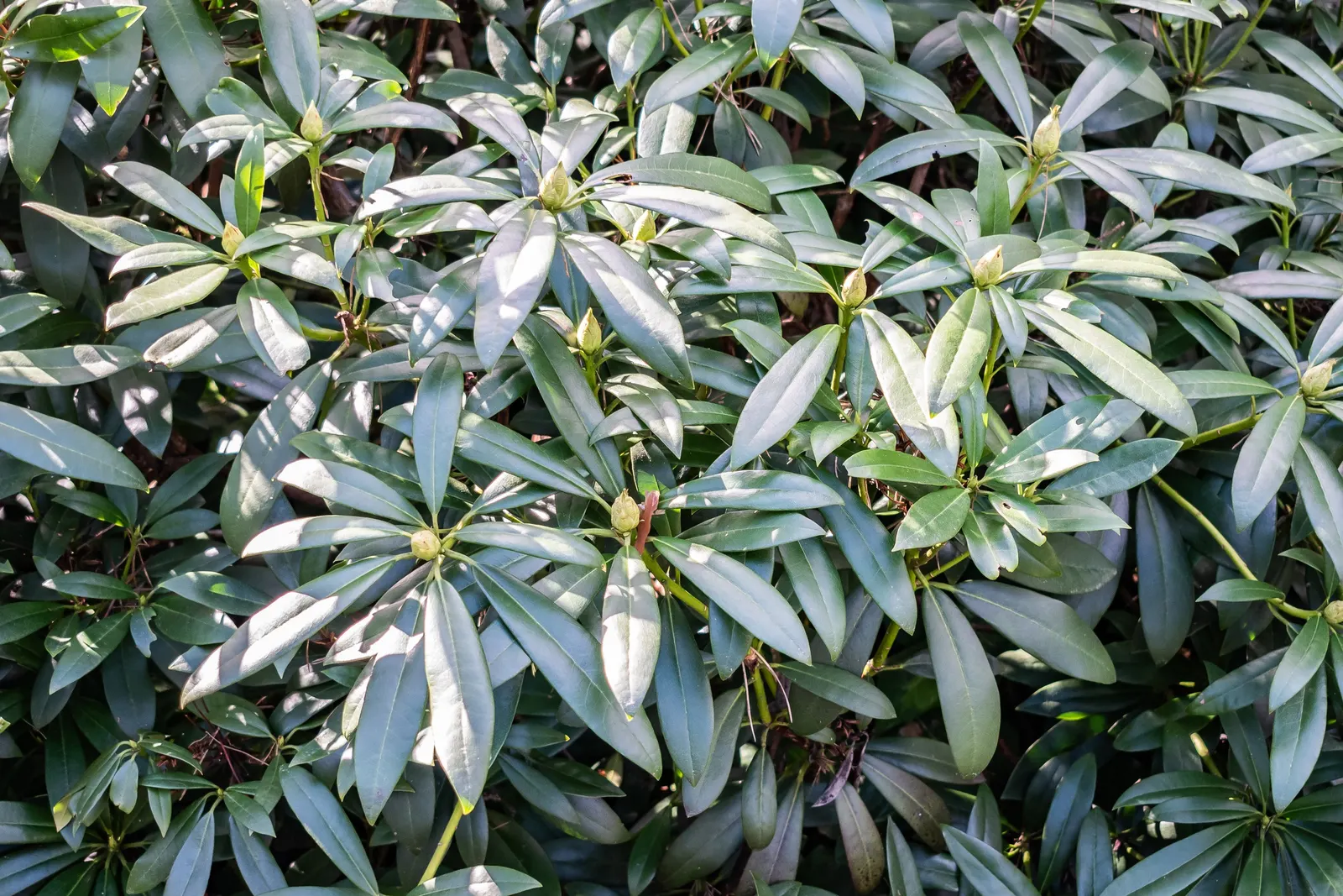 Common Rhododendron (Rhododendron Ponticum) — when it becomes a focal point with its showy blooms