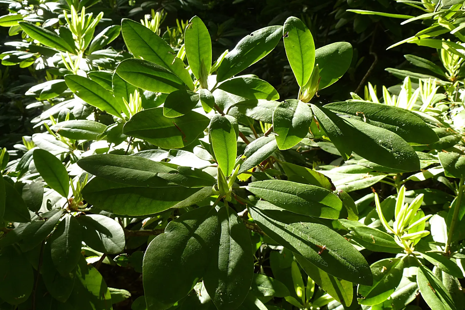Common Rhododendron (Rhododendron Ponticum) — the Rhododendron ponticum should be allotted ample space to accommodate its growth; broadleaf, image 86