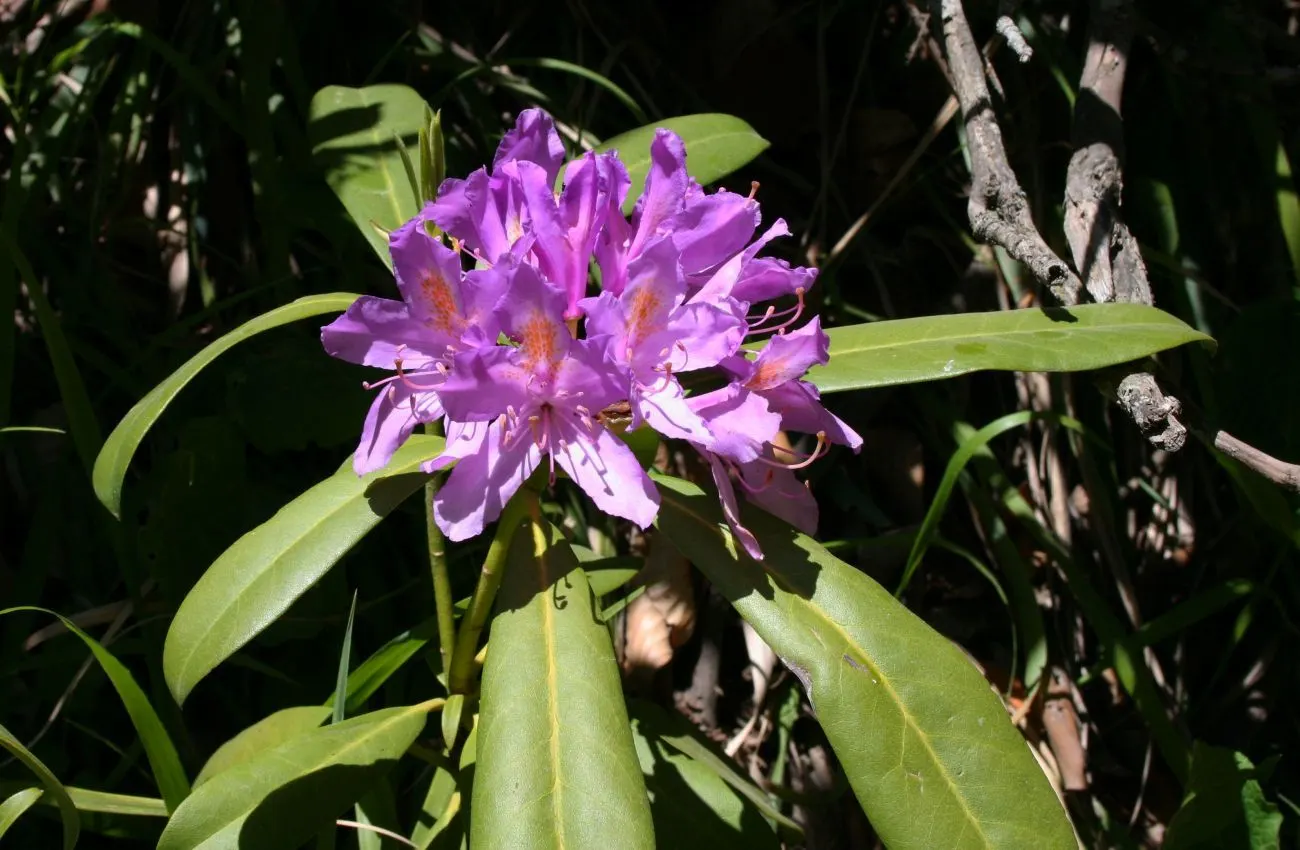 Common Rhododendron (Rhododendron Ponticum) — selective pruning after flowering is advisable.<br><br>For gardeners and property owners; blue and lavender