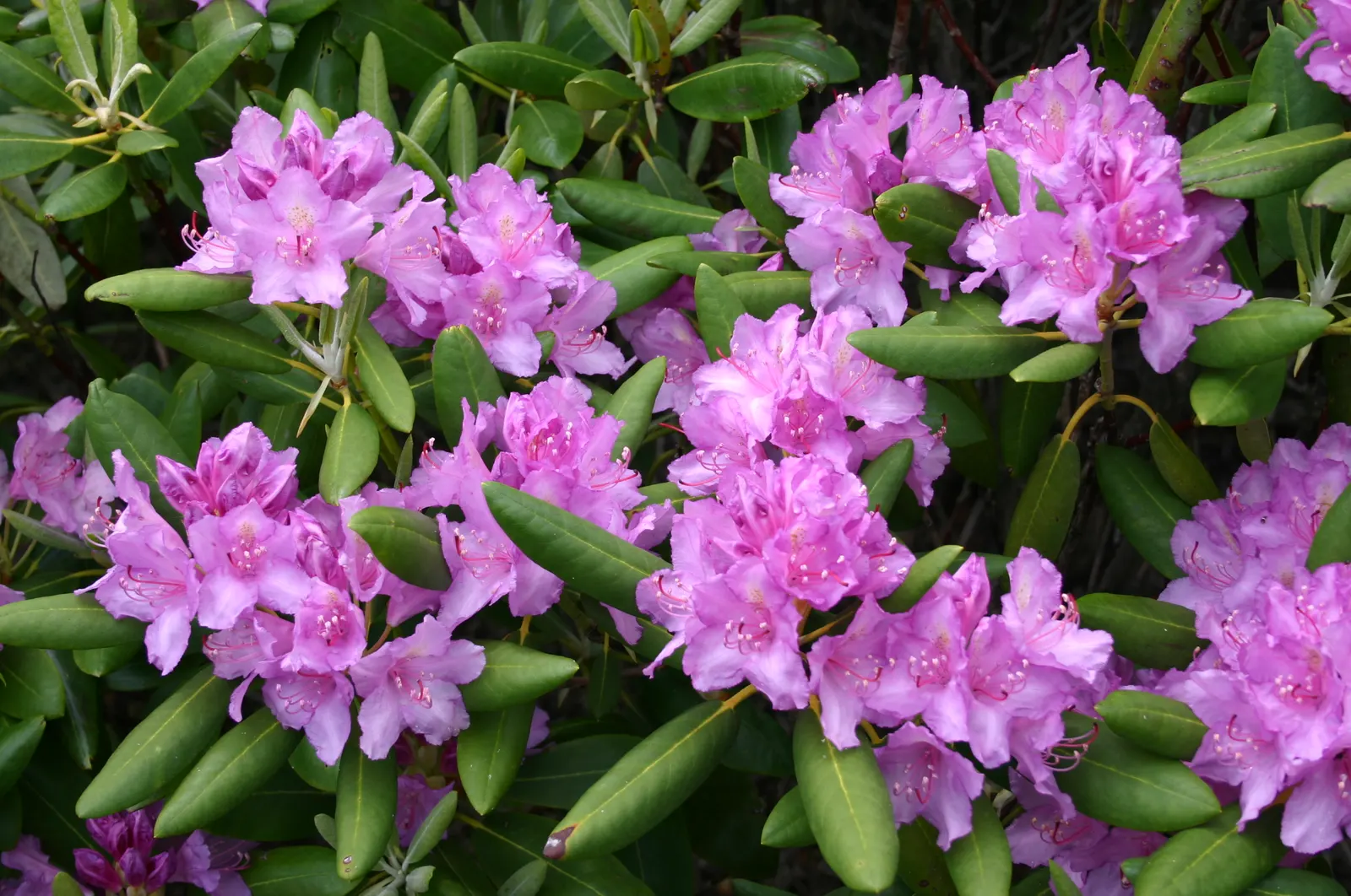 Common Rhododendron (Rhododendron Ponticum) — acidic soil rich in organic matter; it typically reaches 8-12 ft in height and spreads up to 8 ft