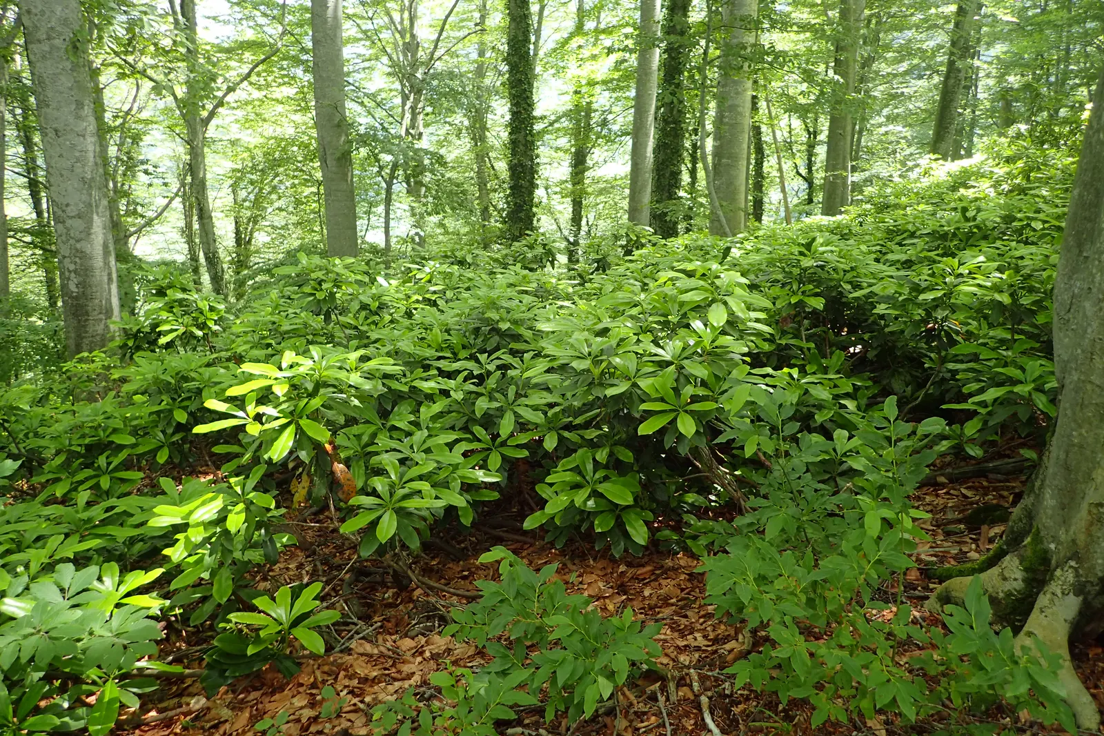Common Rhododendron (Rhododendron Ponticum) — Its glossy leaves are 4-6 inches long; selective pruning after flowering is advisable.<br><br>For, image 78