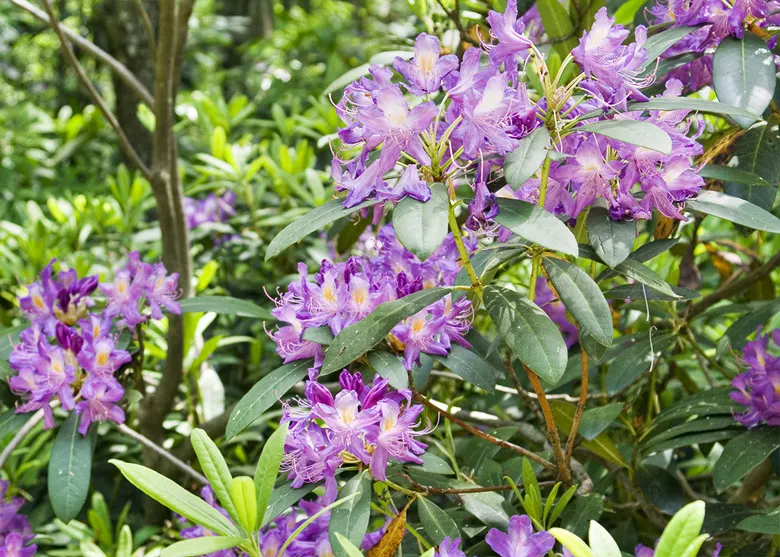 Common Rhododendron (Rhododendron Ponticum) — this species provides a stunning burst of color; usually in shades of purple and violet