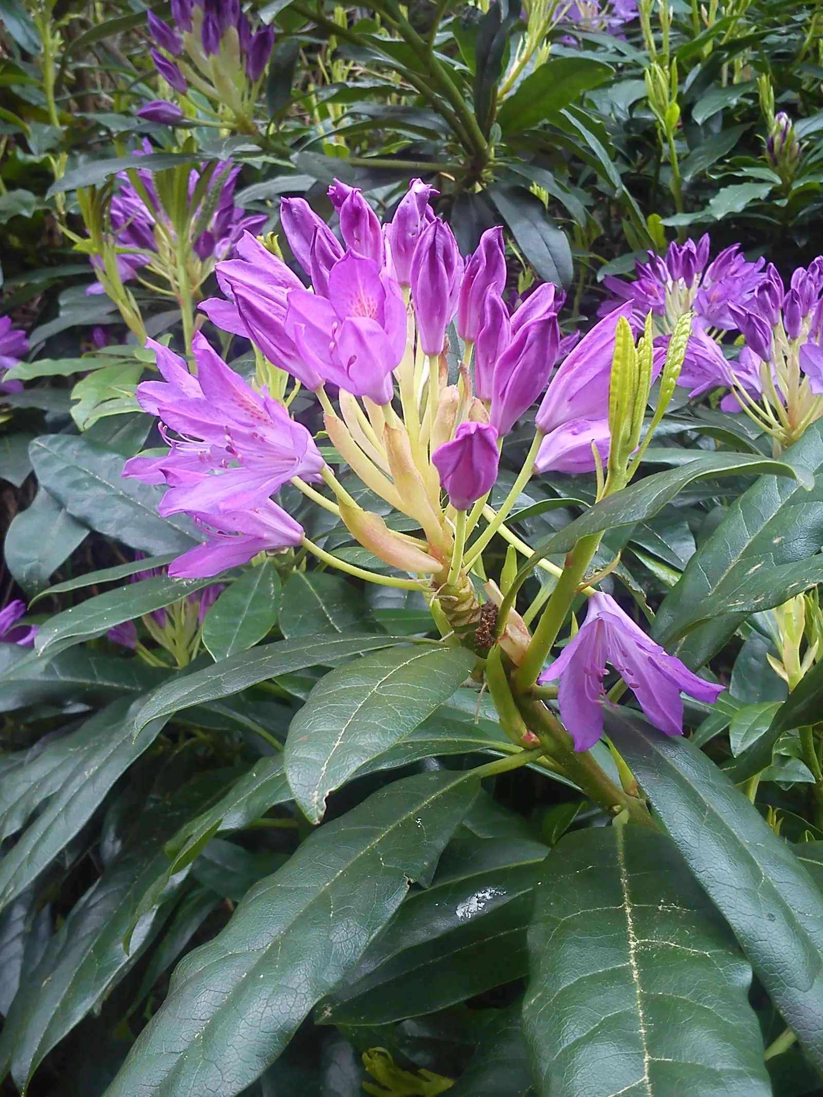 Common Rhododendron (Rhododendron Ponticum) — broadleaf evergreen / shrub with blue and lavender blooms