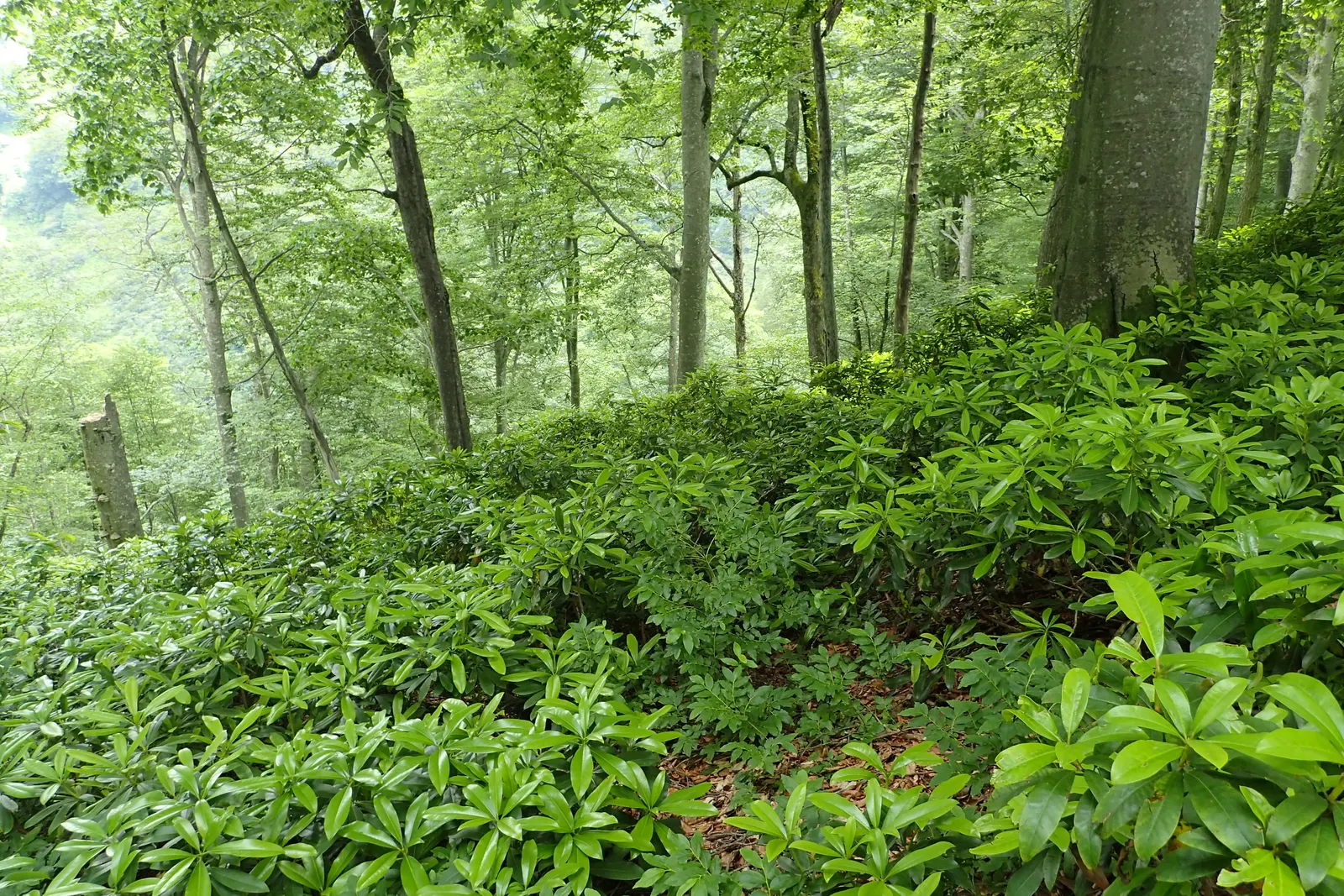 Common Rhododendron (Rhododendron Ponticum) — Its optimal growing conditions include well-drained; and caution should be exercised around pets and, image 64
