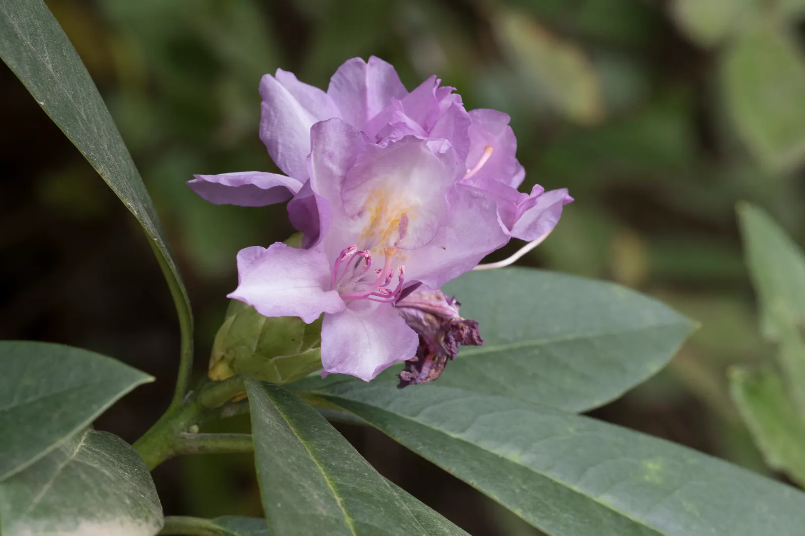 Common Rhododendron (Rhododendron Ponticum) — Preferring partial shade and well-drained acidic soil; broadleaf evergreen / shrub for half or shade