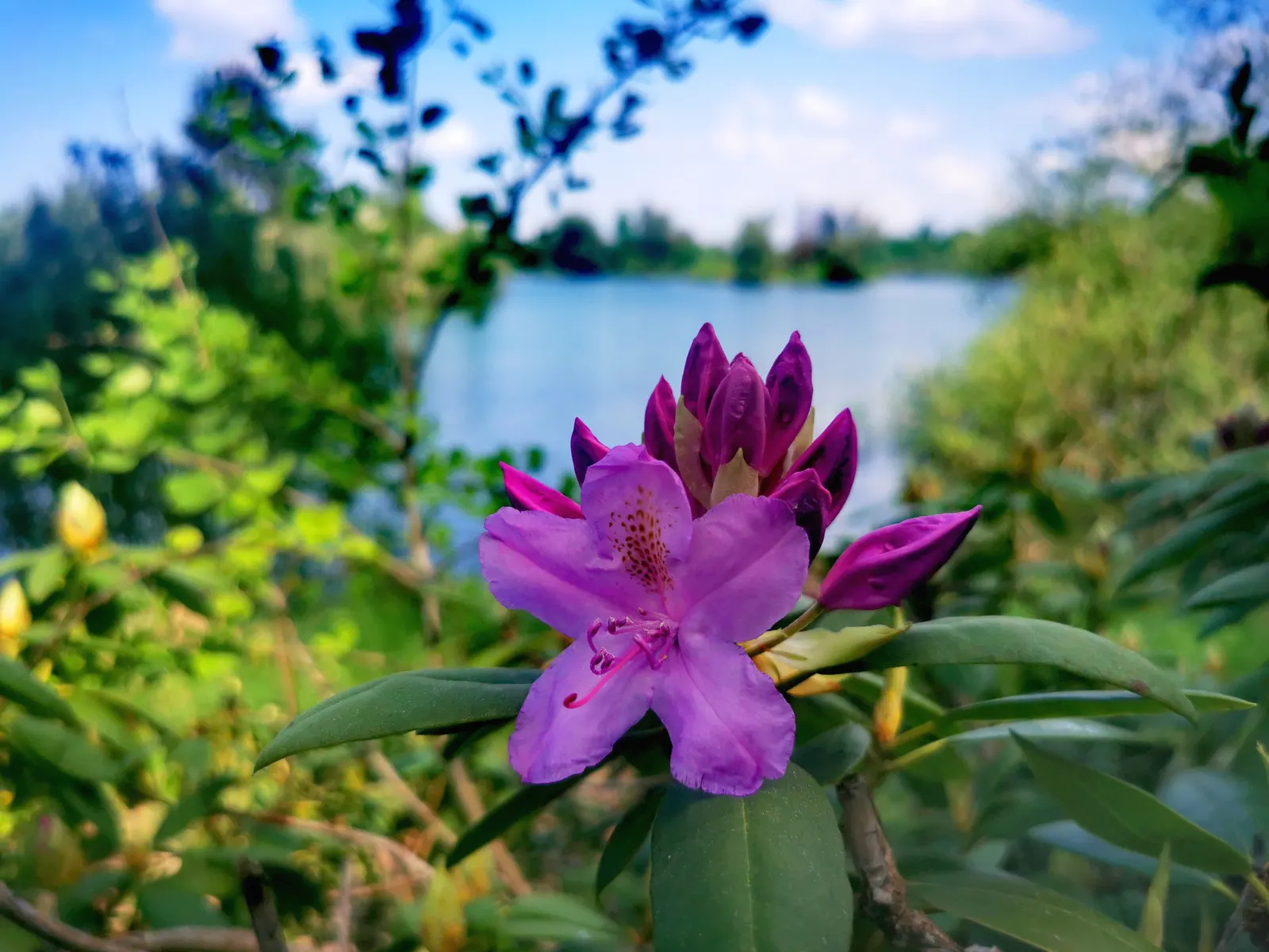 Common Rhododendron (Rhododendron Ponticum) — Preferring partial shade and well-drained acidic soil