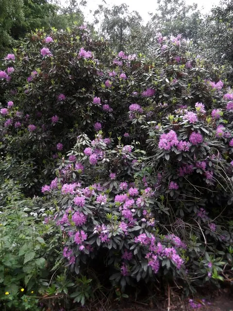 Common Rhododendron (Rhododendron Ponticum) — usually in shades of purple and violet; to maintain the shrub's shape and promote vigorous growth