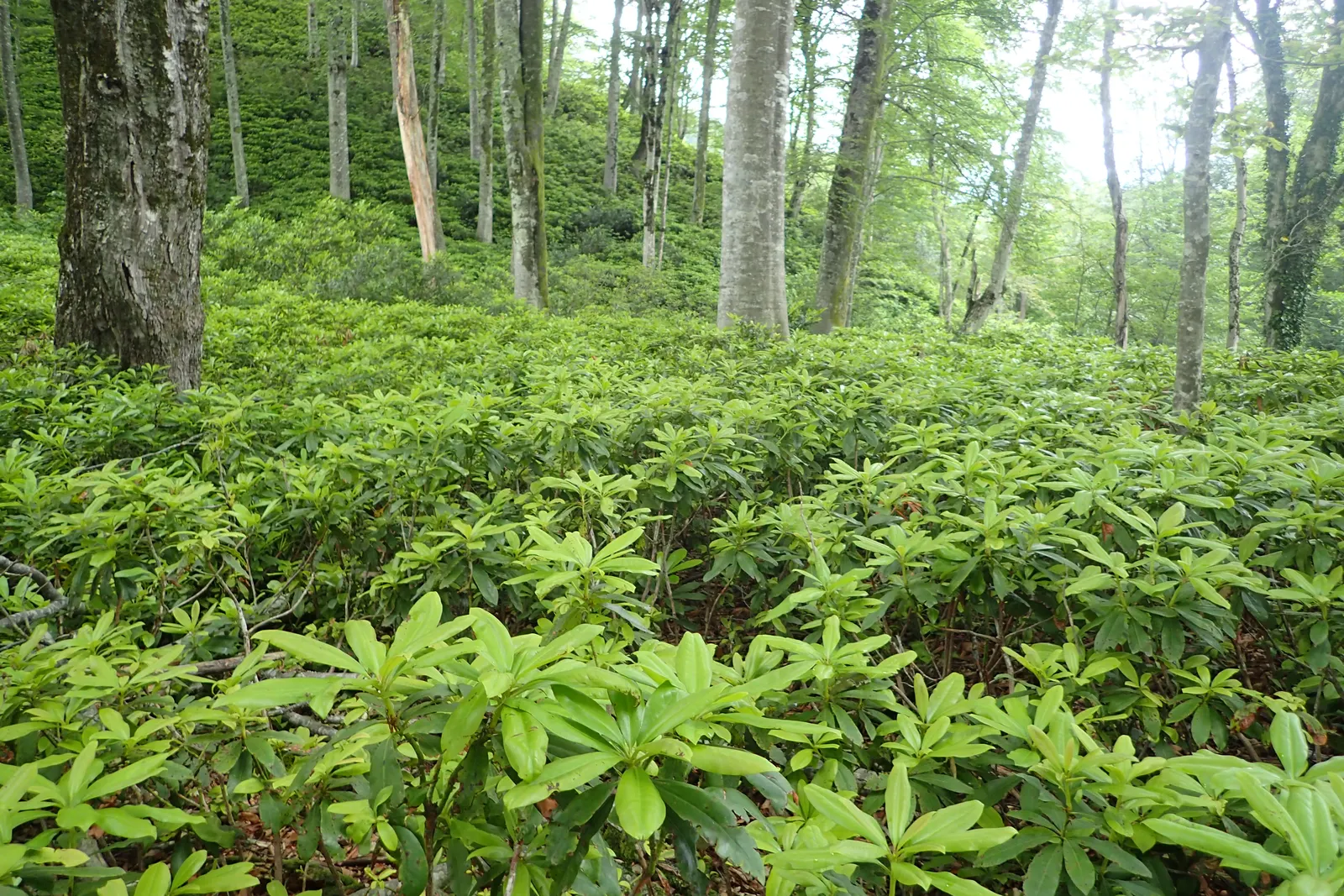 Common Rhododendron (Rhododendron Ponticum) — is a widely recognized evergreen shrub that offers a substantial visual impact in any landscape, image 83