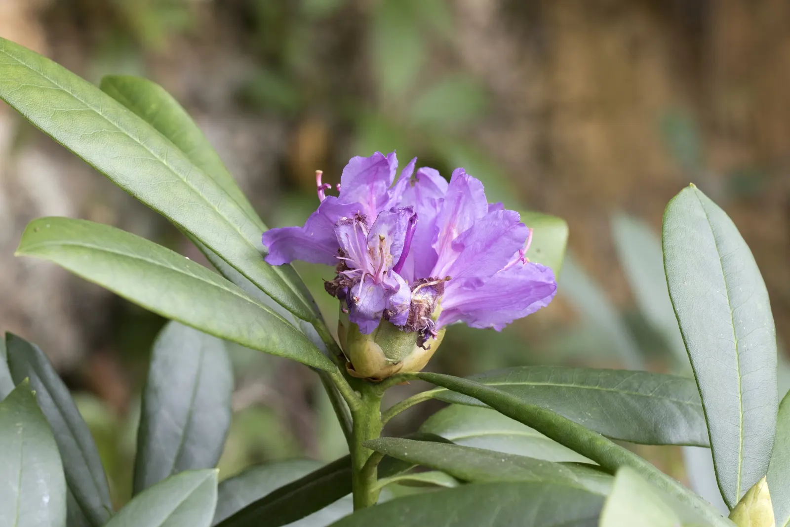 Common Rhododendron (Rhododendron Ponticum) — though it can tolerate morning sun, image 88
