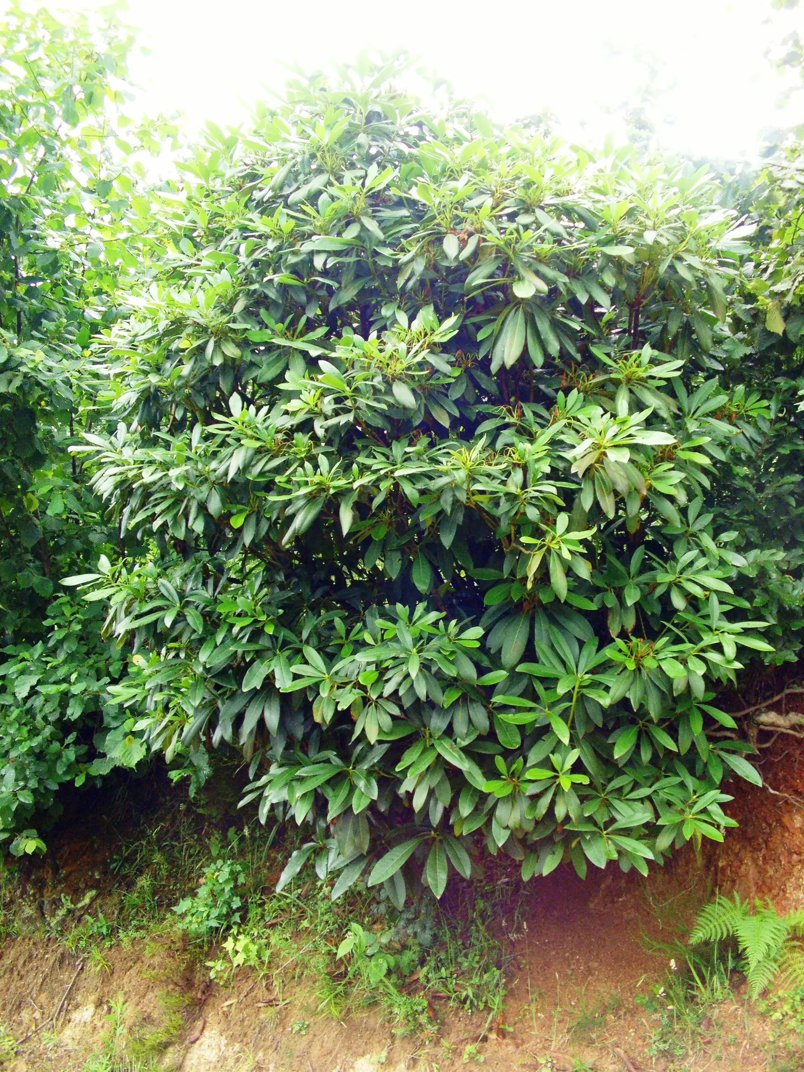 Common Rhododendron (Rhododendron Ponticum) — scientifically named Rhododendron ponticum; this species is considered invasive, image 57