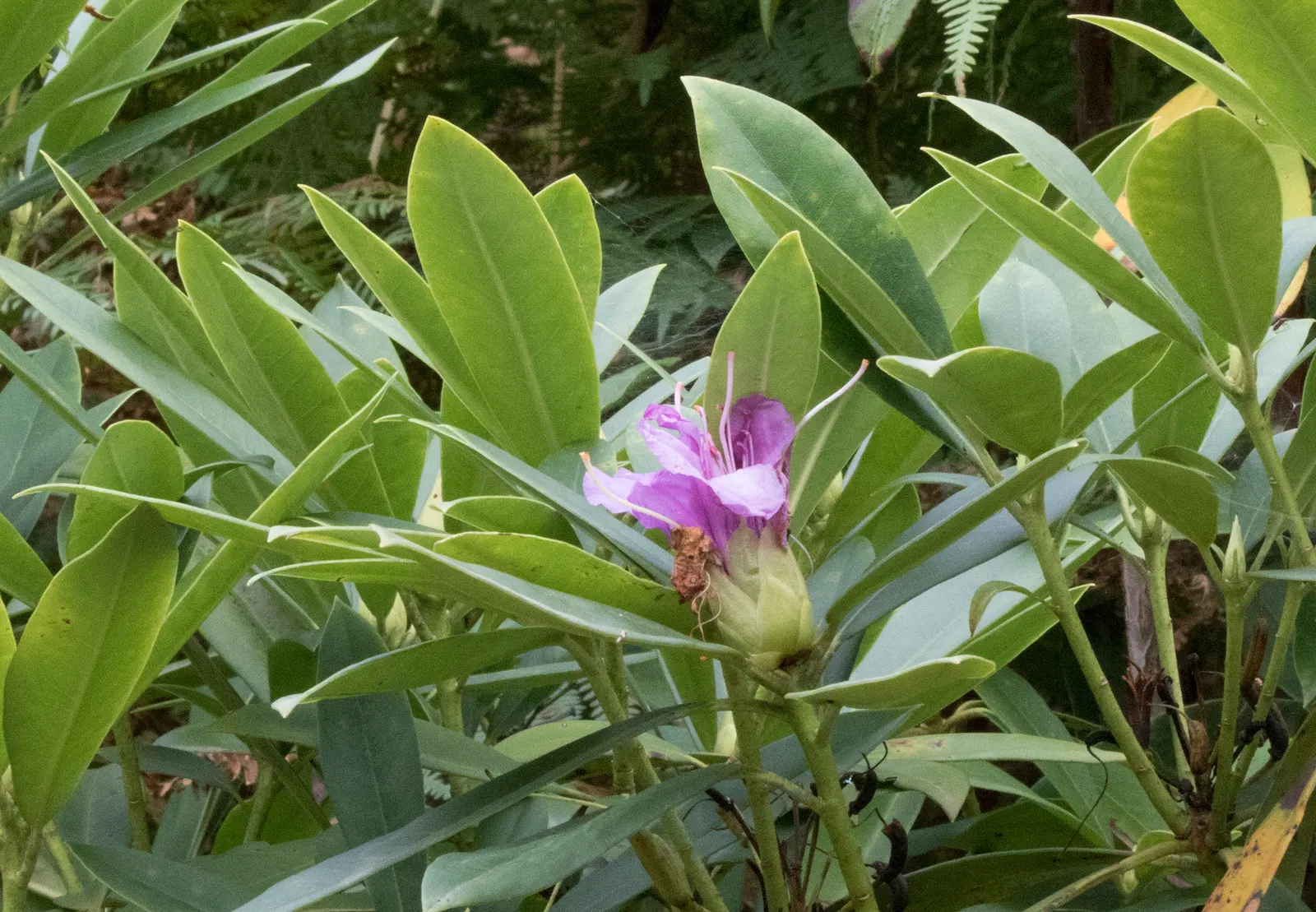 Common Rhododendron (Rhododendron Ponticum) — though it can tolerate morning sun