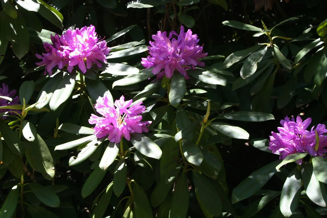 Common Rhododendron (Rhododendron Ponticum) — It typically reaches 8-12 ft in height and spreads up to 8 ft