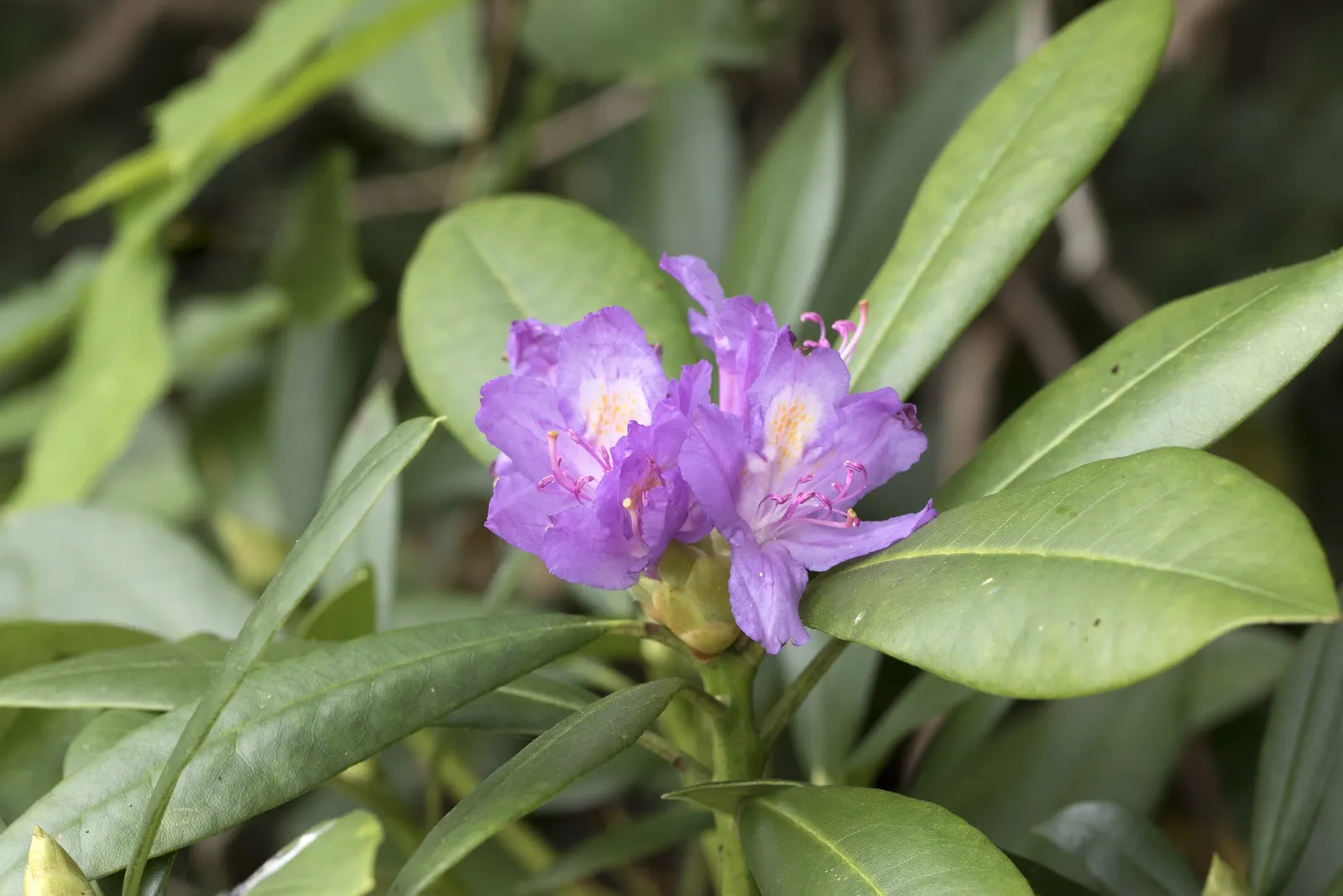 Common Rhododendron (Rhododendron Ponticum) — this species provides a stunning burst of color