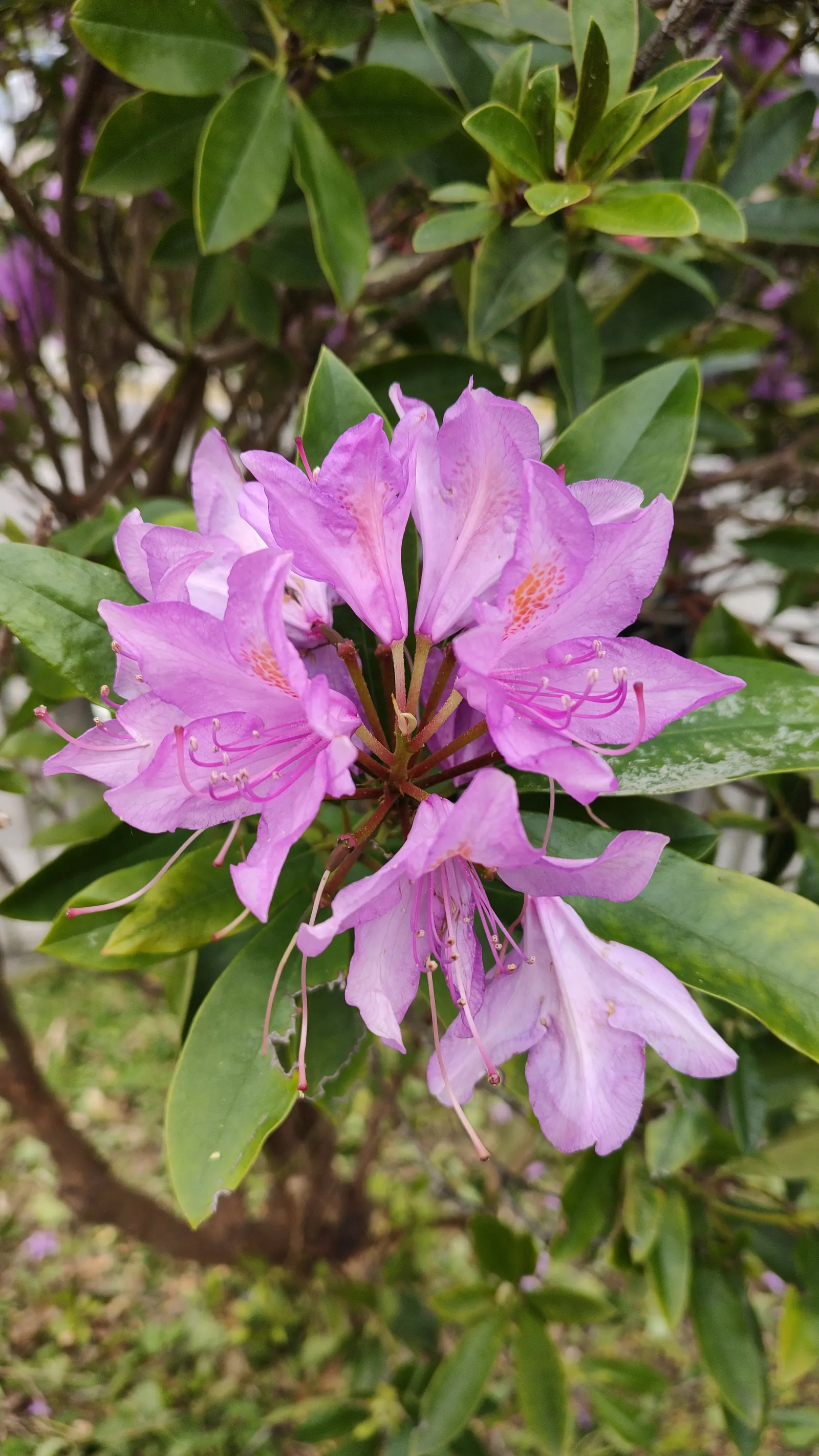 Common Rhododendron (Rhododendron Ponticum) — It thrives in USDA Hardiness Zones 4 through 8 and prefers partial to full shade; note, it's, image 62