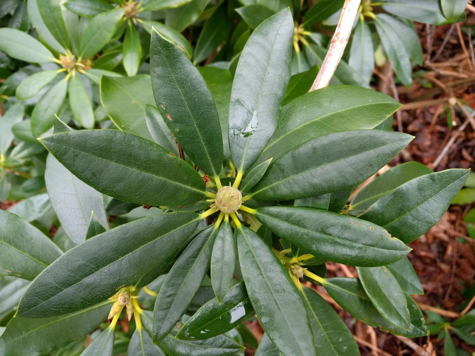 Common Rhododendron (Rhododendron Ponticum) — though it can tolerate morning sun, image 38
