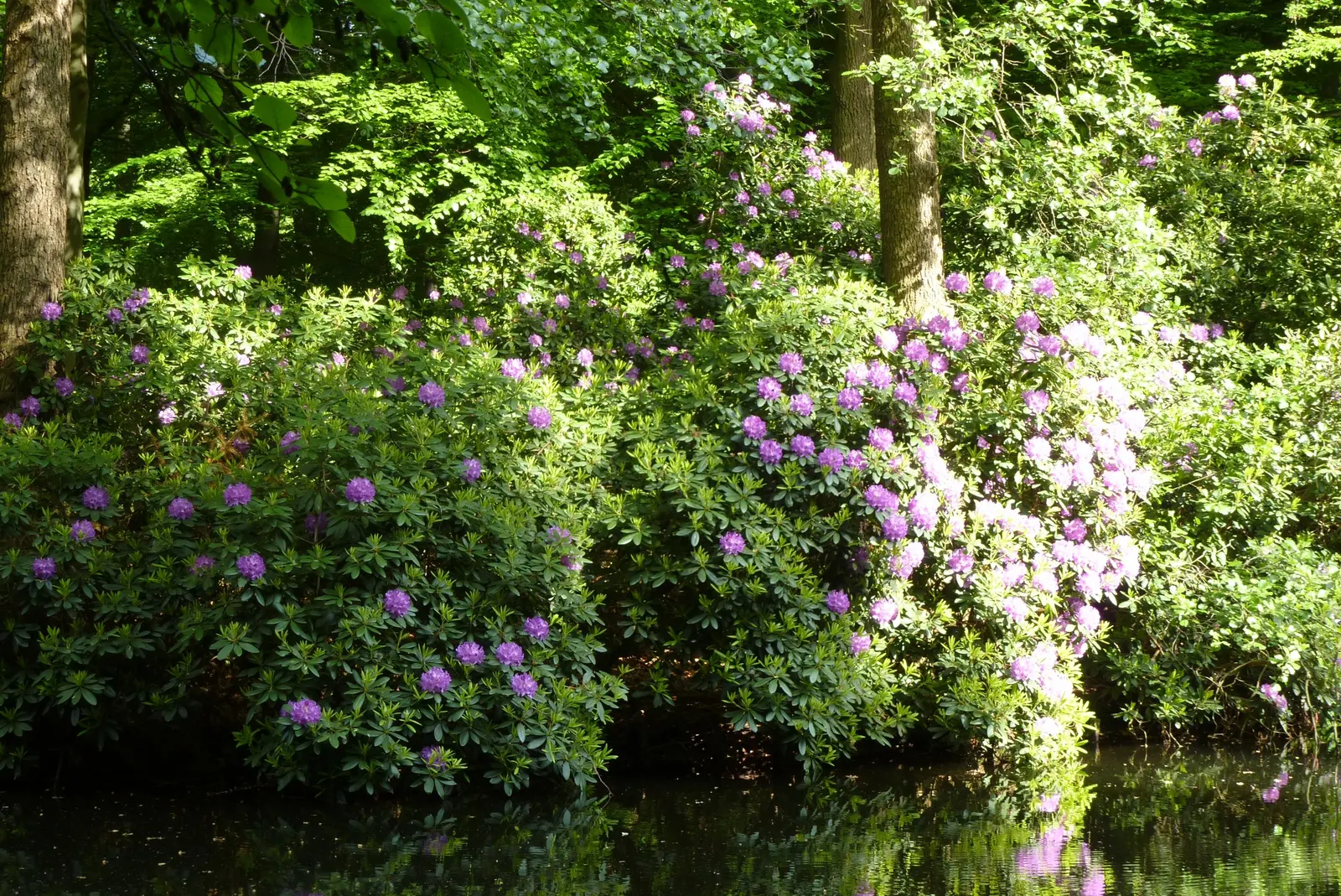 Common Rhododendron (Rhododendron Ponticum) — so check local regulations before including it in your design; often referred to as the Common, image 72