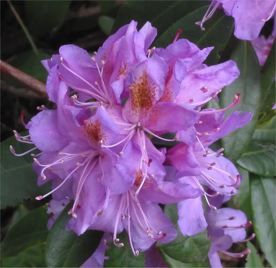 Common Rhododendron (Rhododendron Ponticum) — acidic soil rich in organic matter; it typically reaches 8-12 ft in height and spreads up to 8 ft, image 90