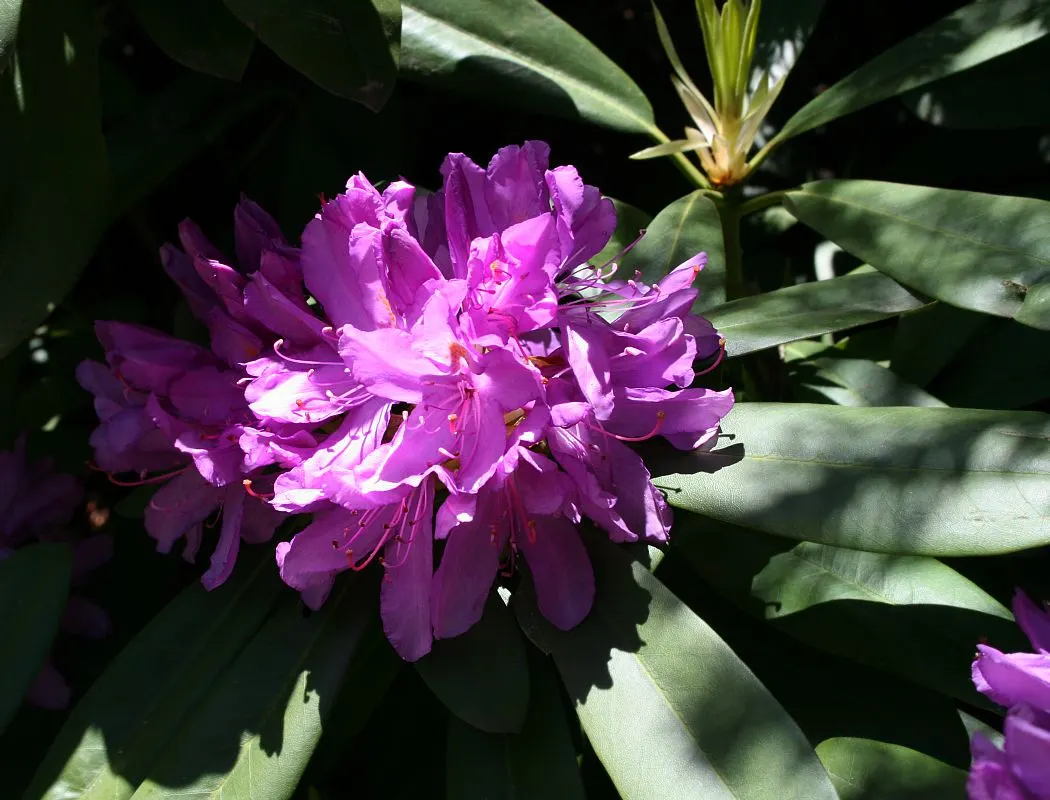 Common Rhododendron (Rhododendron Ponticum) — selective pruning after flowering is advisable.<br><br>For gardeners and property owners