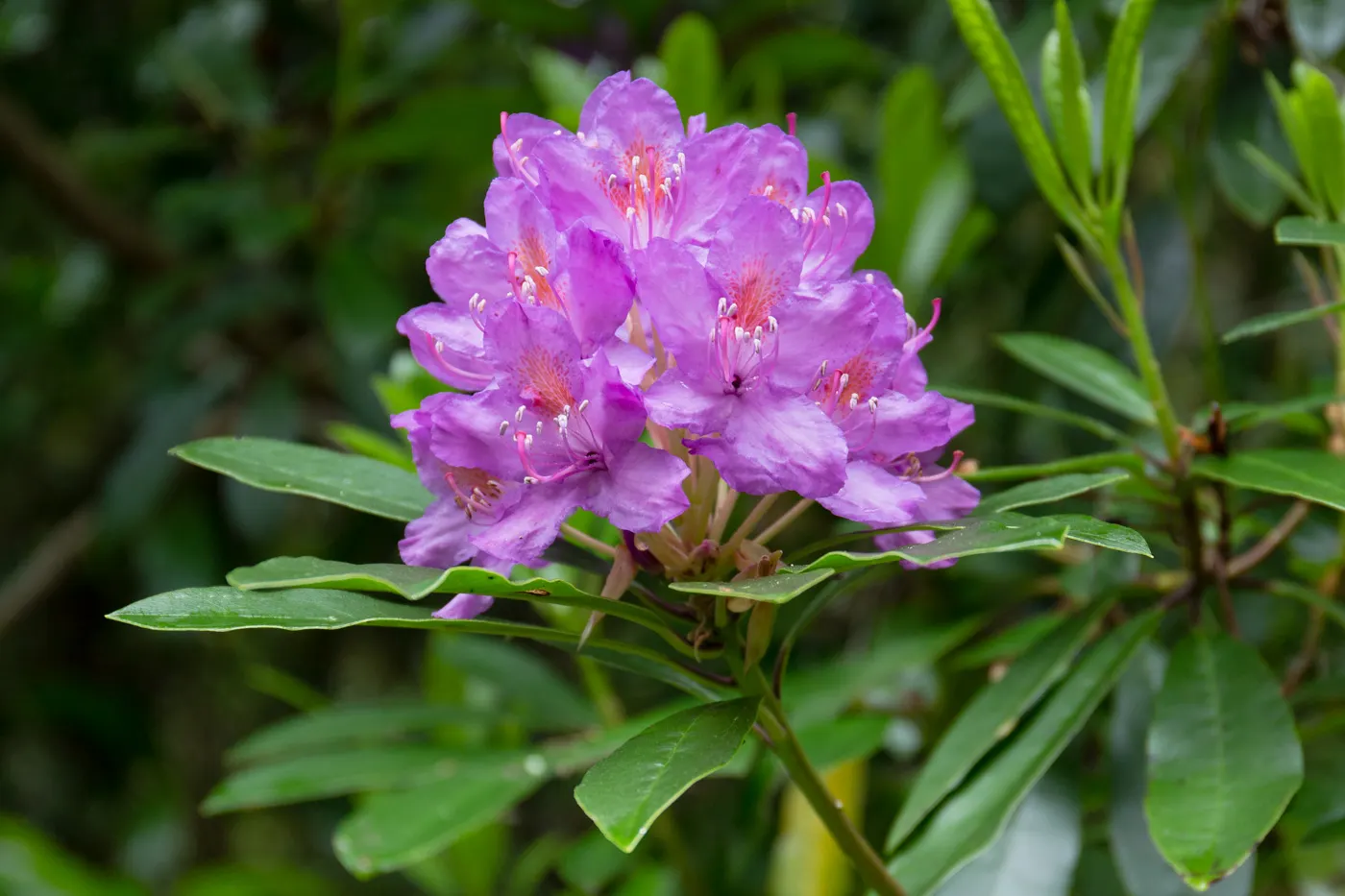 Common Rhododendron (Rhododendron Ponticum) — Note, it's considered invasive in some regions, so check local guidelines before planting; its, image 56