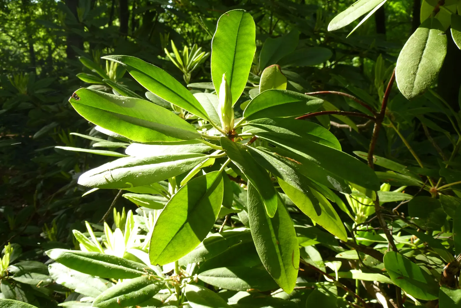 Common Rhododendron (Rhododendron Ponticum) — It typically reaches 8-12 ft in height and spreads up to 8 ft; the Rhododendron ponticum should be, image 52