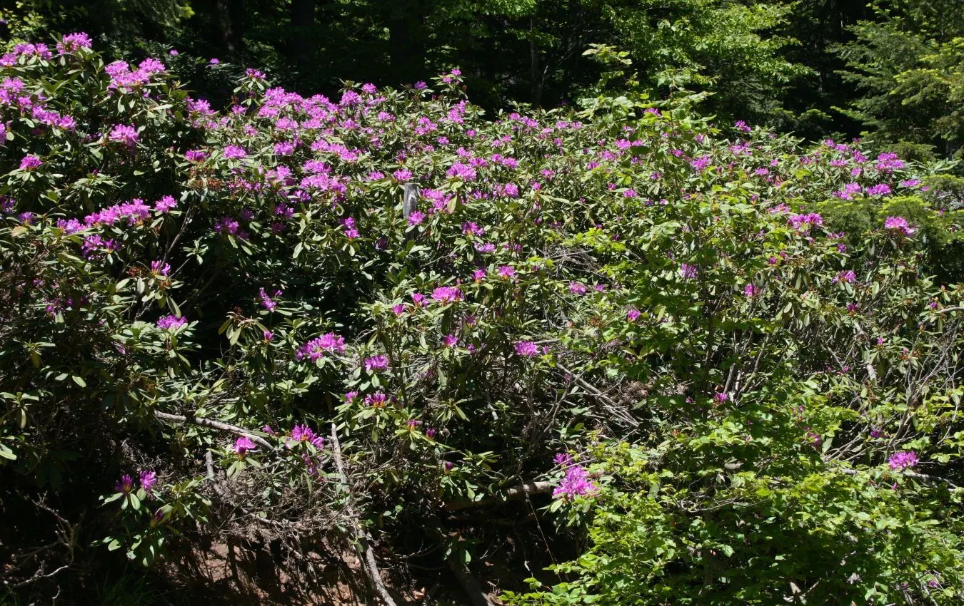 Common Rhododendron (Rhododendron Ponticum) — often referred to as the Common Rhododendron; preferring partial shade and well-drained acidic soil, image 51