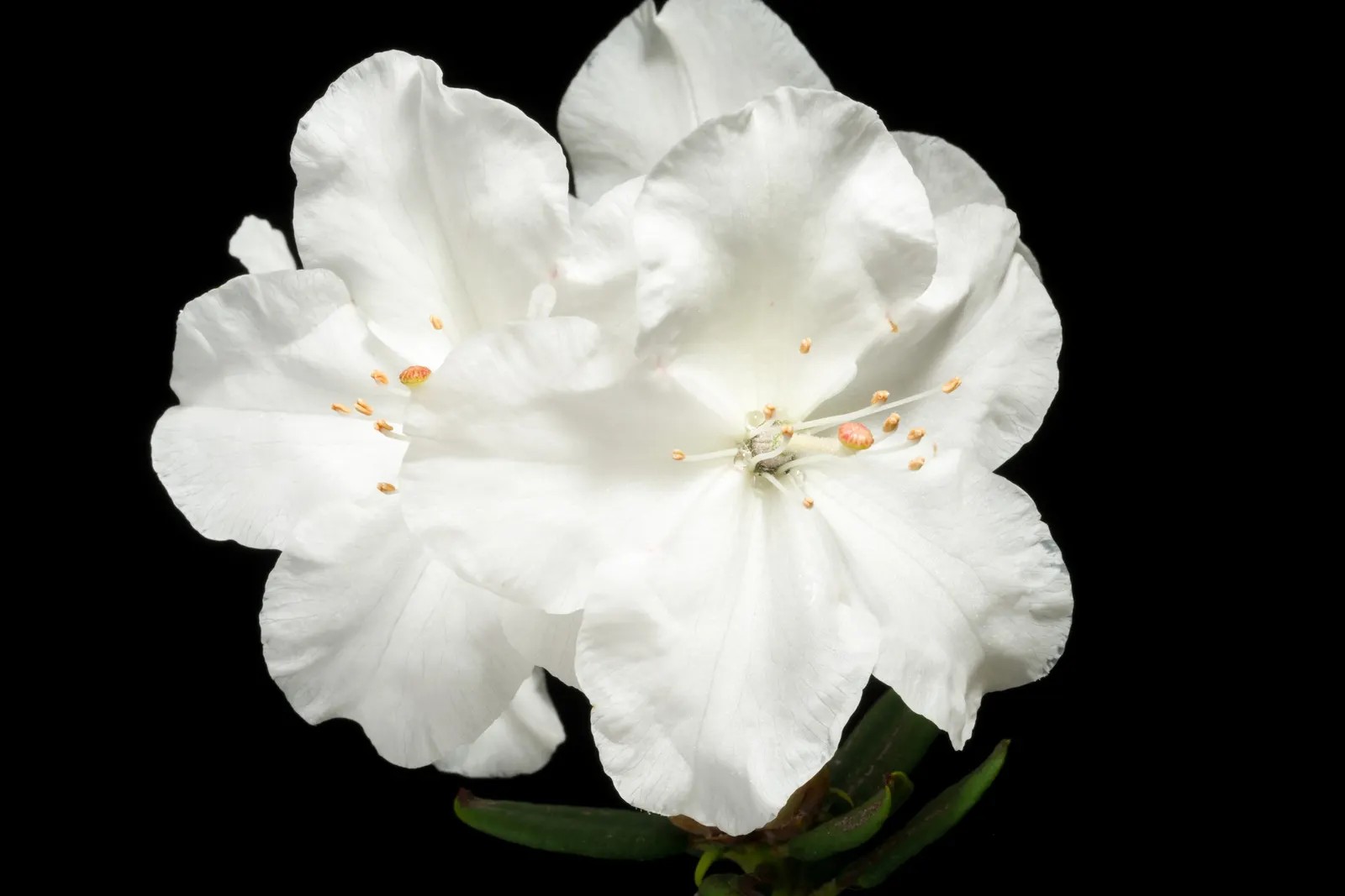 Common Rhododendron (Rhododendron Ponticum) — It thrives in USDA Hardiness Zones 4 through 8 and prefers partial to full shade; note, it's considered invasive