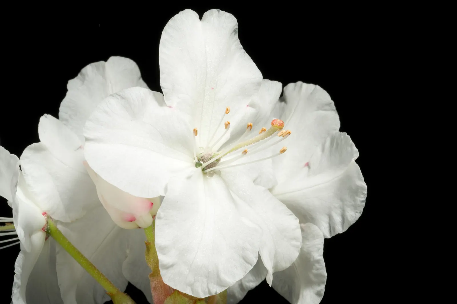 Common Rhododendron (Rhododendron Ponticum) — it is essential to note that all parts of the Rhododendron ponticum are toxic if ingested; it's ideal for