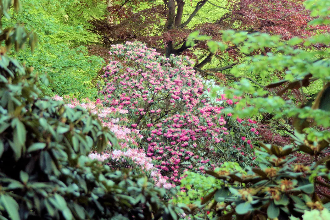 Common Rhododendron (Rhododendron Ponticum) — and caution should be exercised around pets and young children; it thrives in USDA Hardiness Zones 4 through 8