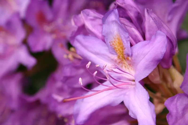 Common Rhododendron (Rhododendron Ponticum) — is a widely recognized evergreen shrub that offers a substantial visual impact in any landscape design; its