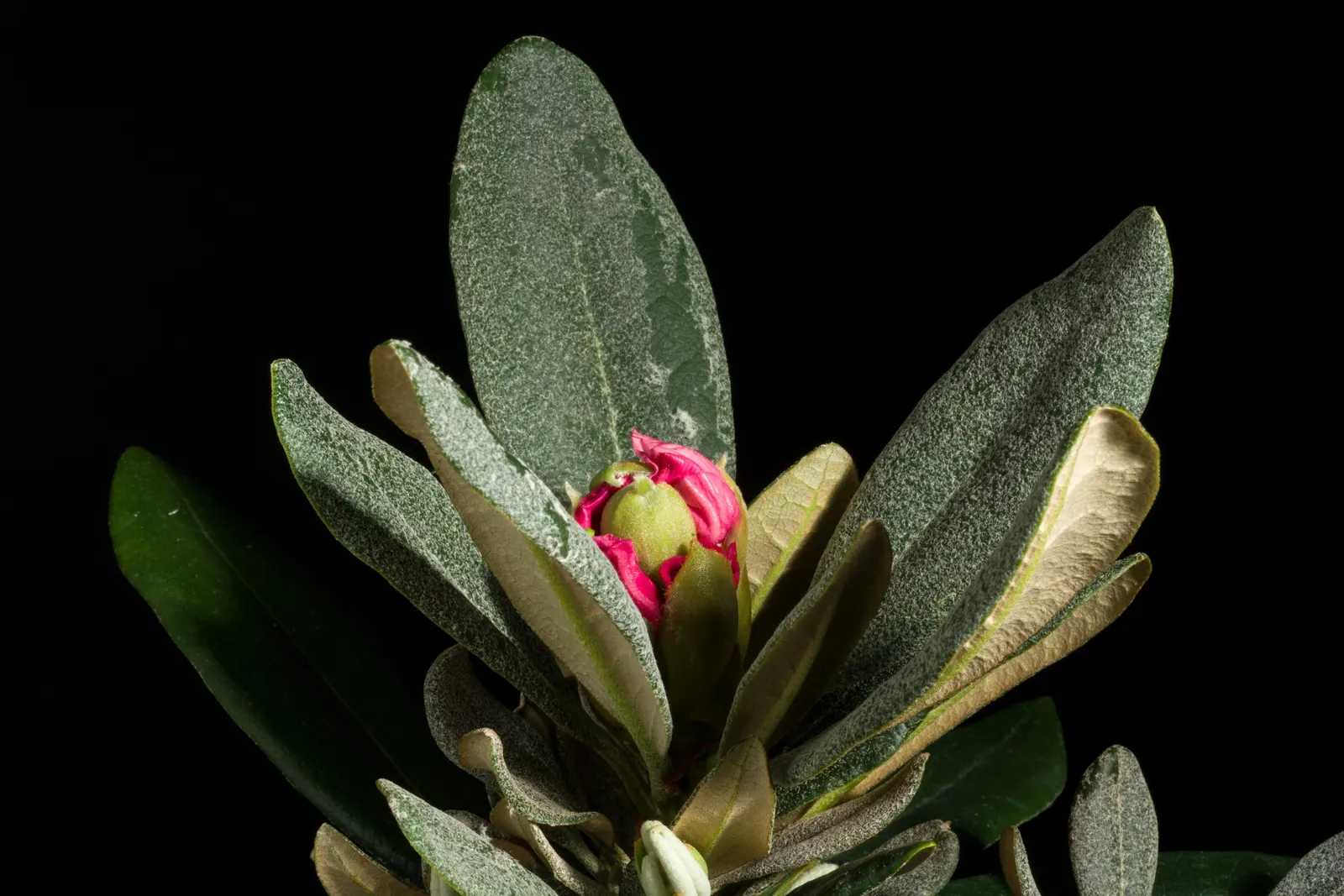 Common Rhododendron (Rhododendron Ponticum) — Preferring partial shade and well-drained acidic soil; broadleaf evergreen / shrub for half or shade, image 79