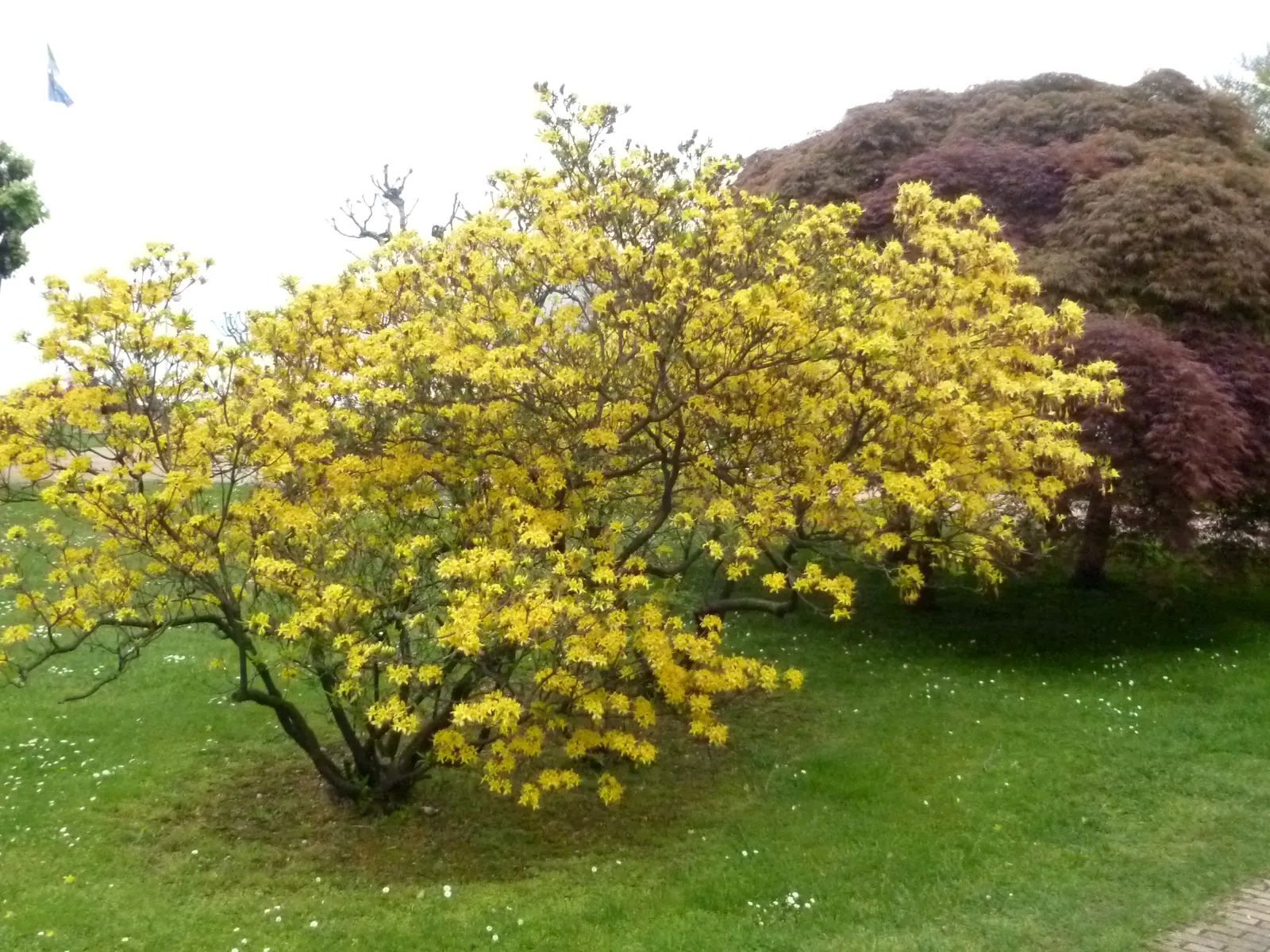 Common Rhododendron (Rhododendron Ponticum) — this species is considered invasive; it is essential to note that all parts of the Rhododendron, image 71