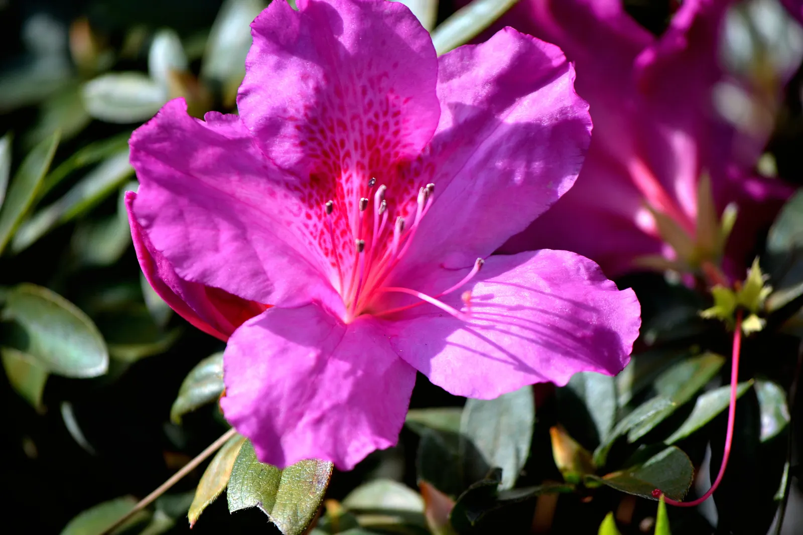 Common Rhododendron (Rhododendron Ponticum) — acidic soil rich in organic matter; it typically reaches 8-12 ft in height and spreads up to 8 ft, image 65