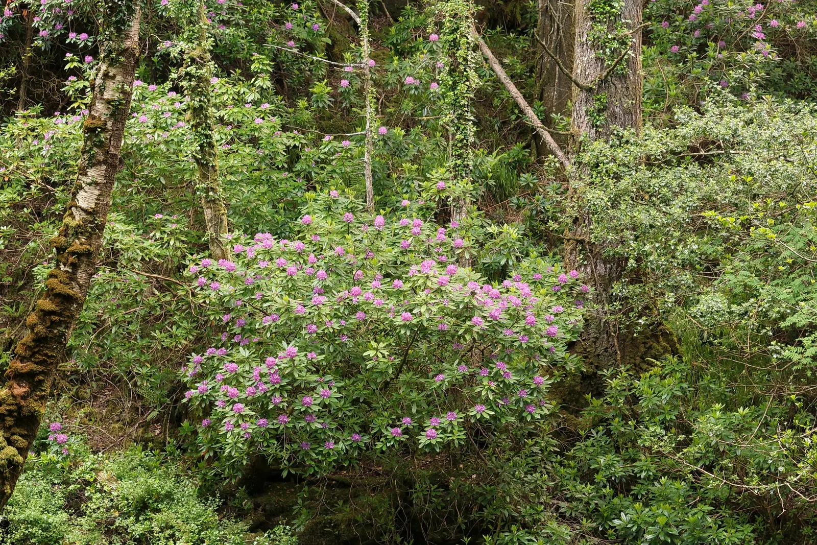 Common Rhododendron (Rhododendron Ponticum) — scientifically named Rhododendron ponticum