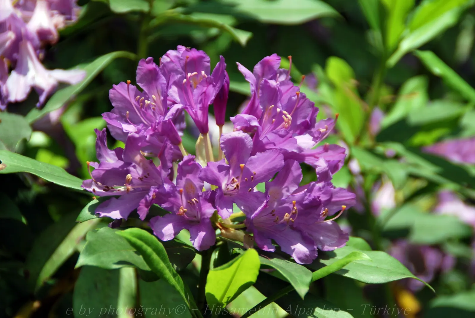 Common Rhododendron (Rhododendron Ponticum) — usually in shades of purple and violet; to maintain the shrub's shape and promote vigorous growth, image 60