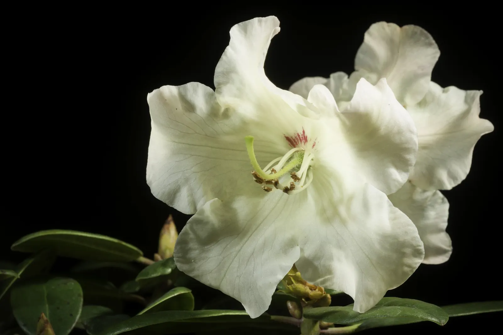Common Rhododendron (Rhododendron Ponticum) — Its optimal growing conditions include well-drained; and caution should be exercised around pets and young
