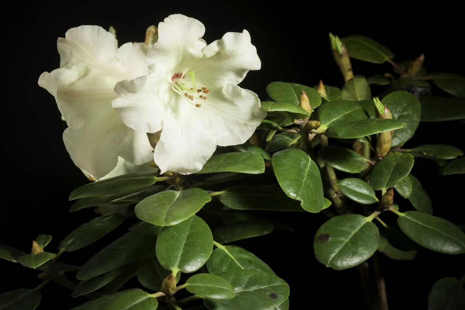 Common Rhododendron (Rhododendron Ponticum) — To maintain the shrub's shape and promote vigorous growth; when it becomes a focal point with its, image 92
