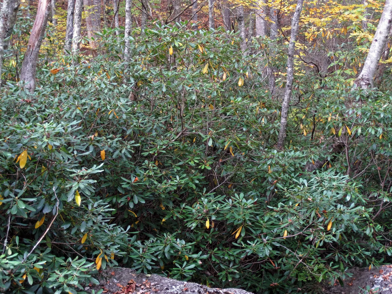Common Rhododendron (Rhododendron Ponticum) — Note, it's considered invasive in some regions, so check local guidelines before planting; its, image 81