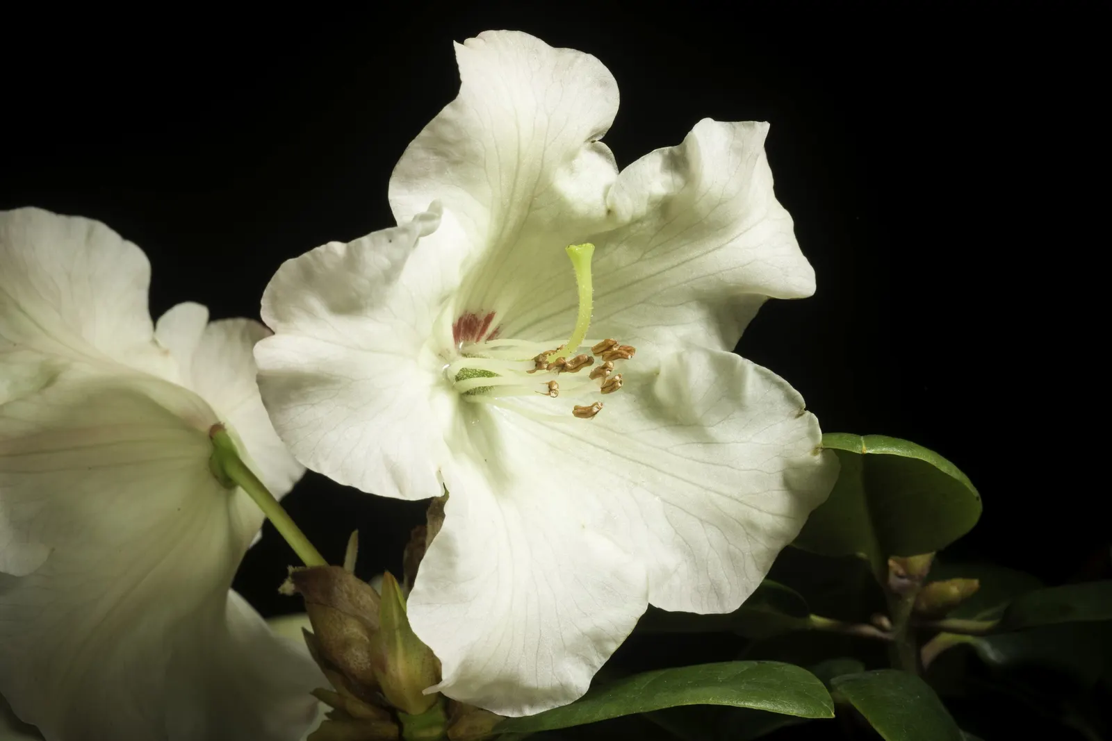 Common Rhododendron (Rhododendron Ponticum) — when it becomes a focal point with its showy blooms; this species provides a stunning burst of color, image 66