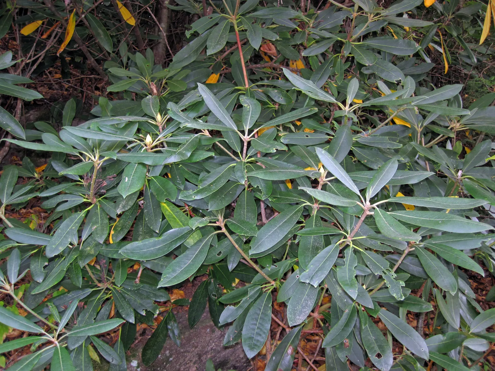 Common Rhododendron (Rhododendron Ponticum) — it's ideal for background plantings or as a privacy screen; scientifically named Rhododendron ponticum, image 80