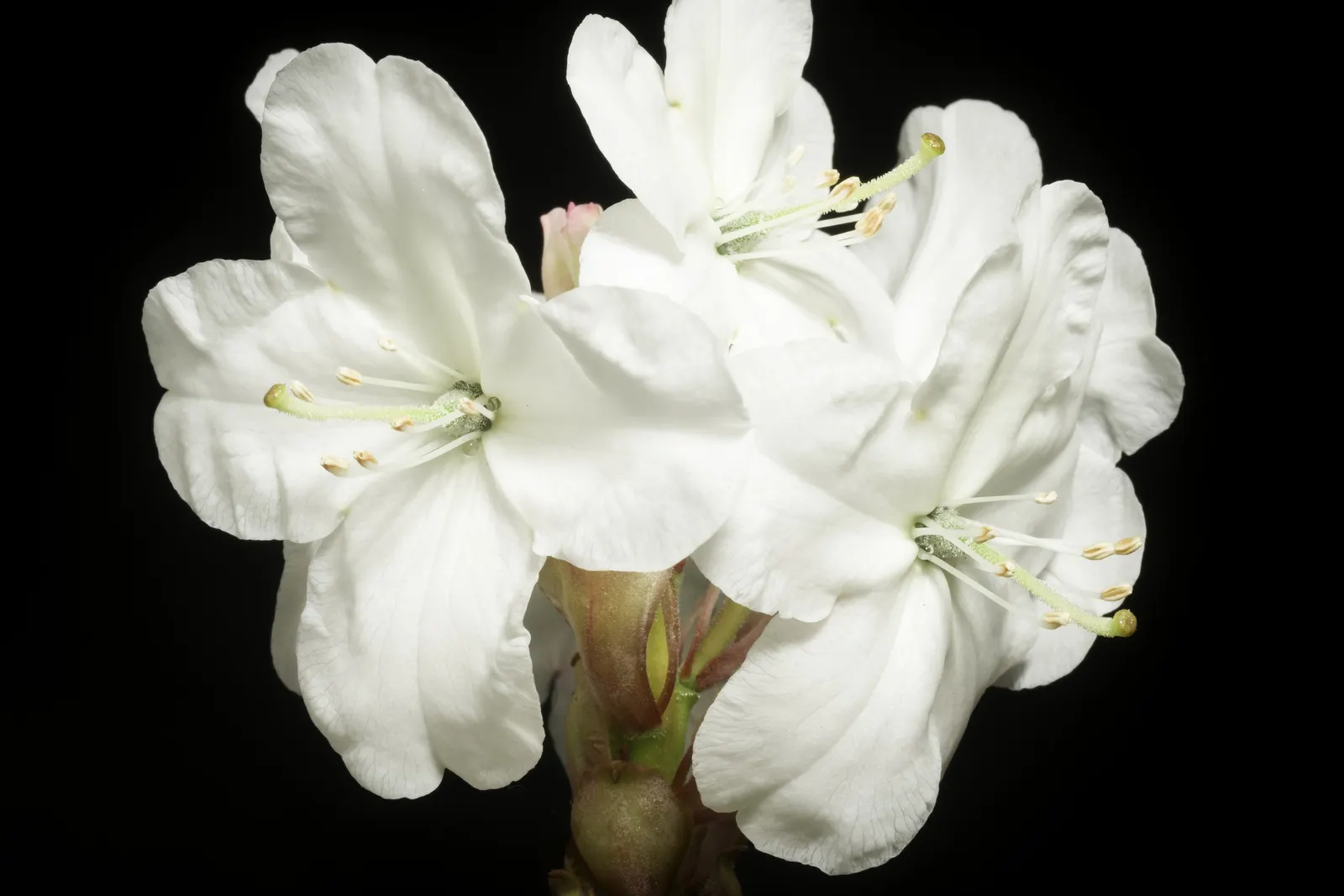 Common Rhododendron (Rhododendron Ponticum) — broadleaf evergreen / shrub with blue and lavender blooms; acidic soil rich in organic matter