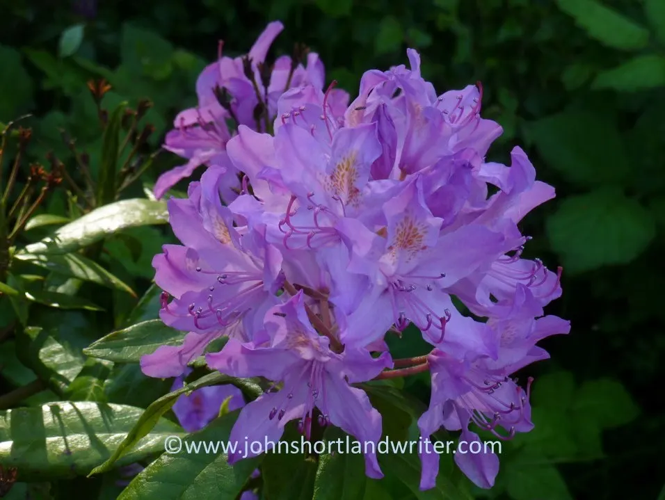 Common Rhododendron (Rhododendron Ponticum) — broadleaf evergreen / shrub for half or shade; so check local regulations before including it in your design
