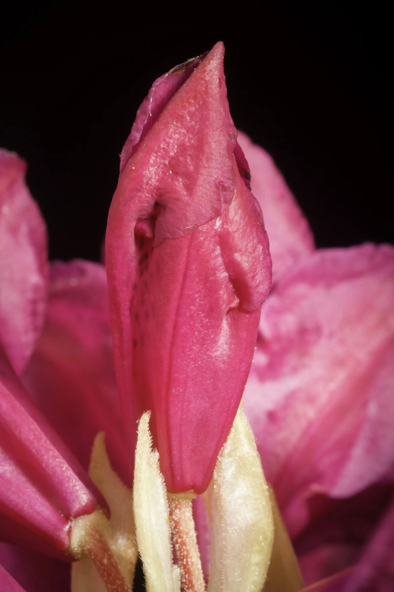 Common Rhododendron (Rhododendron Ponticum) — and caution should be exercised around pets and young children; it thrives in USDA Hardiness Zones 4, image 70