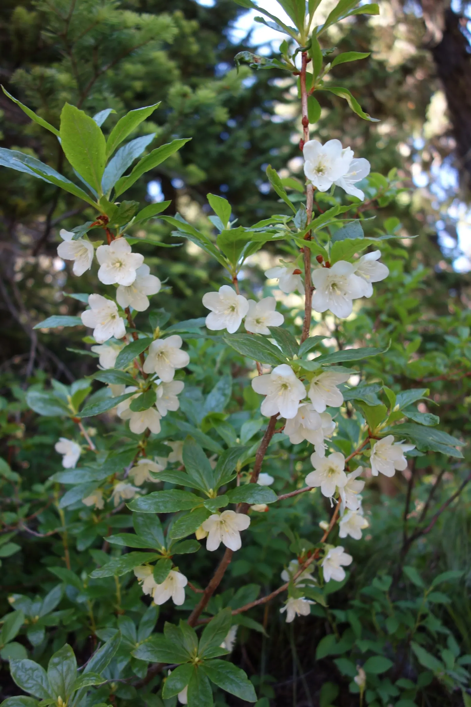Common Rhododendron (Rhododendron Ponticum) — Preferring partial shade and well-drained acidic soil; broadleaf evergreen / shrub for half or shade, image 54