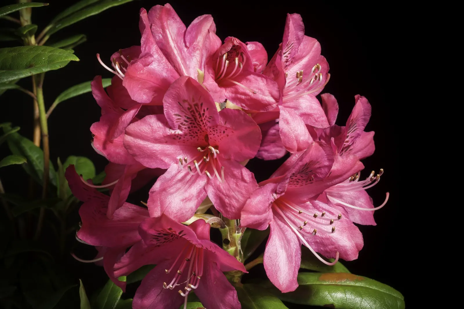 Common Rhododendron (Rhododendron Ponticum) — this species is considered invasive