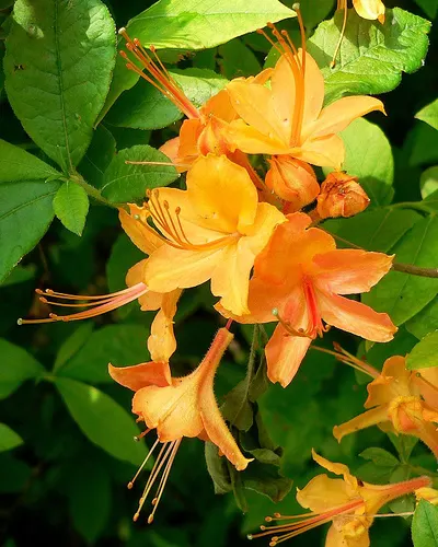 Common Rhododendron (Rhododendron Ponticum) — when it becomes a focal point with its showy blooms; this species provides a stunning burst of color