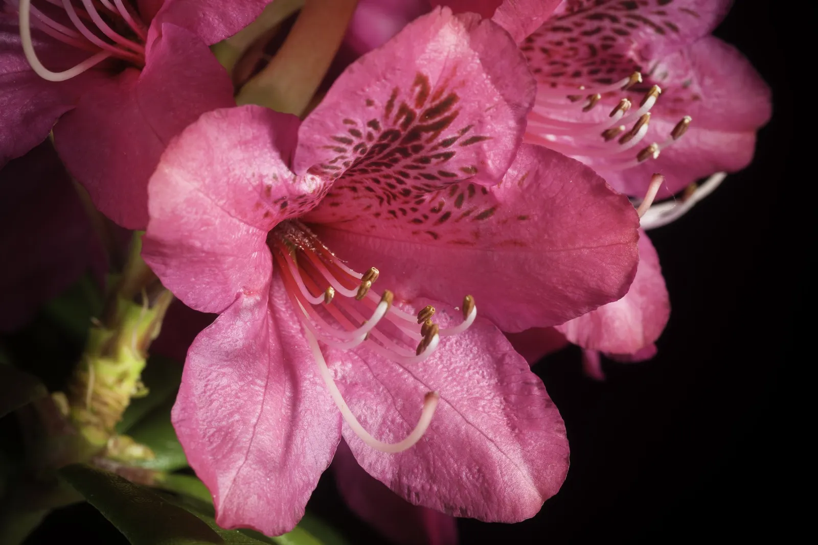 Common Rhododendron (Rhododendron Ponticum) — To maintain the shrub's shape and promote vigorous growth; when it becomes a focal point with its showy blooms