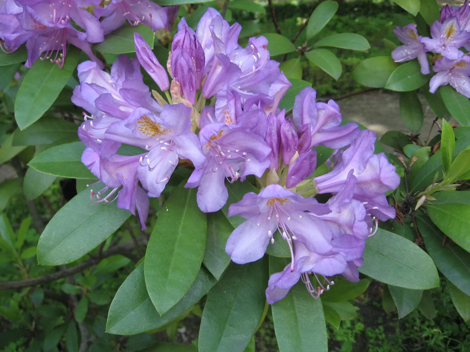 Common Rhododendron (Rhododendron Ponticum) — it's ideal for background plantings or as a privacy screen; scientifically named Rhododendron ponticum, image 55