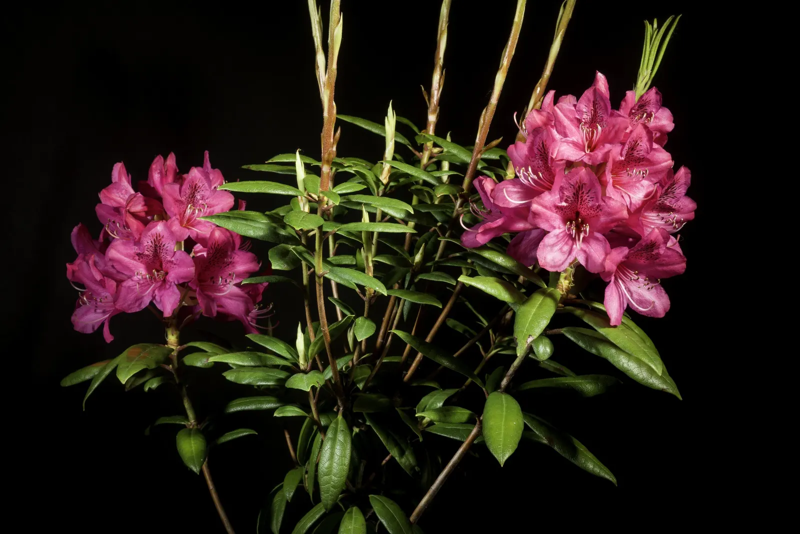 Common Rhododendron (Rhododendron Ponticum) — acidic soil rich in organic matter