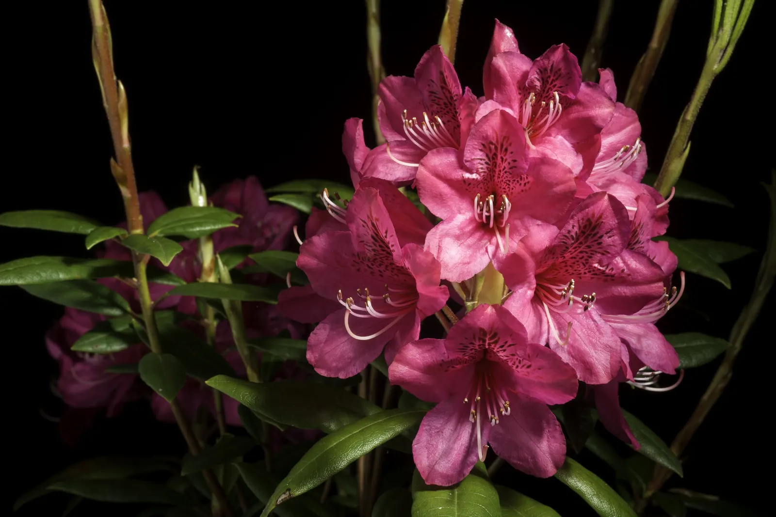 Common Rhododendron (Rhododendron Ponticum) — blue and lavender flowers in the garden; is a widely recognized evergreen shrub that offers a substantial visual