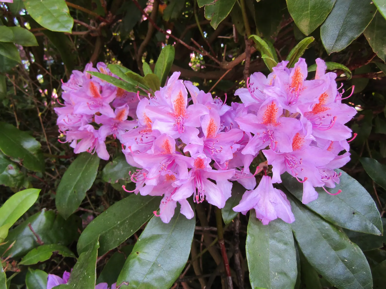 Common Rhododendron (Rhododendron Ponticum) — Its optimal growing conditions include well-drained